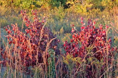 Fall Colors 2025