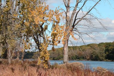 Fall on the Fox