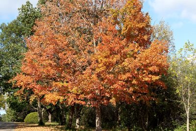 Autumn Orange