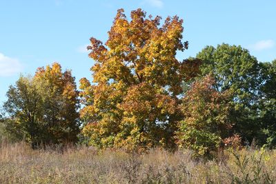 Autumn on the Prairie