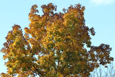 Fall Crown