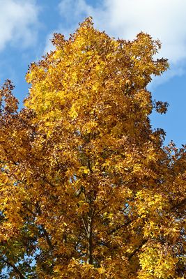 Fall Peak