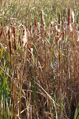 Trees, Shrubs, Seeds, Grasses and Fruits