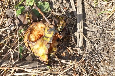 Insects, Worms and Arachnids