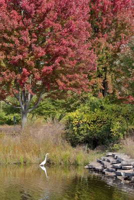 Cranes, Herons, Egrets and Other Shorebirds