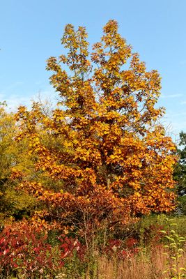 Fall Oak and Sumac