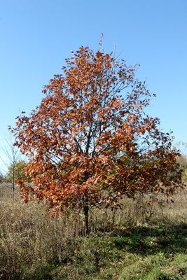 Alone on the Prairie