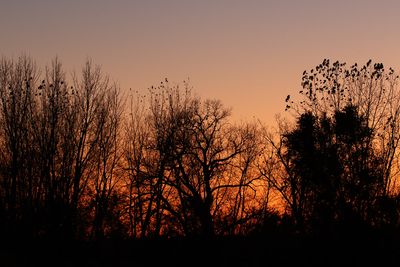 Trees, Shrubs, Seeds, Grasses and Fruits