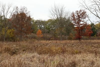 Fall at the Fen