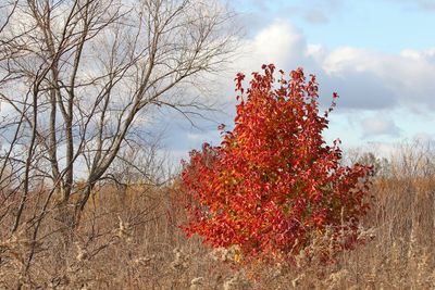 Flame on the Prairie