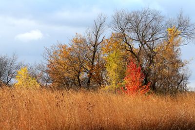 November Kaleidoscope