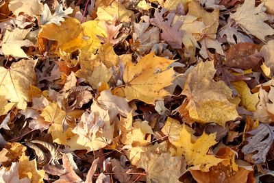 From Fall to Fertilizer