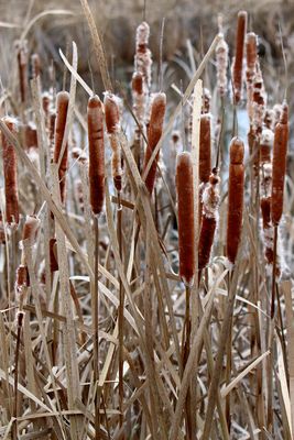 Trees, Shrubs, Seeds, Grasses and Fruits