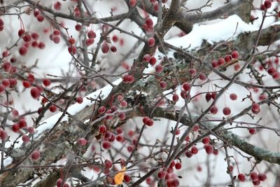 Trees, Shrubs, Seeds, Grasses and Fruits