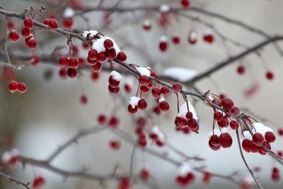 Trees, Shrubs, Seeds, Grasses and Fruits