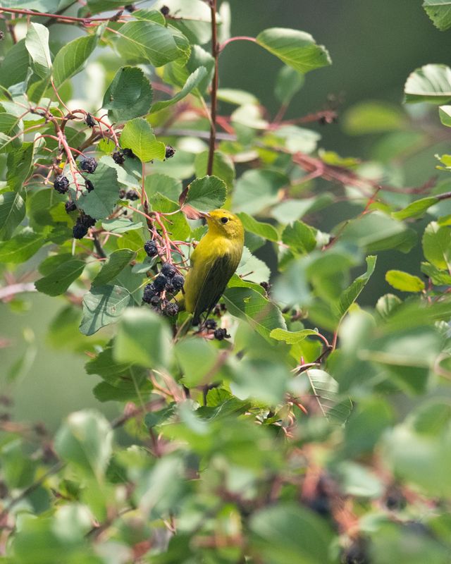 Wilsons-Warbler.jpg
