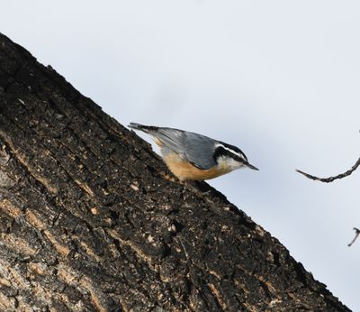 Red Breasted Nuthatch March 17  2023.jpg
