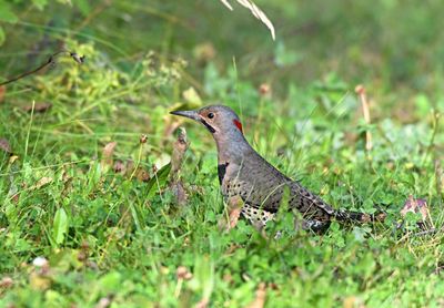 Aug2023-Northern-Flicker.jpg