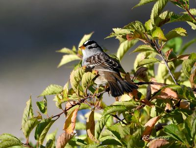 Birds of Alberta