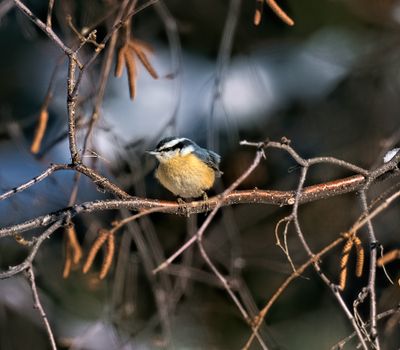Red-Breasted-Nuthatch.jpg