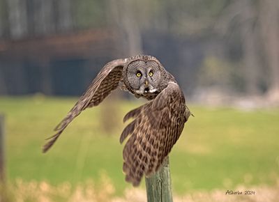 Great-Gray-Owl-May-14.jpg