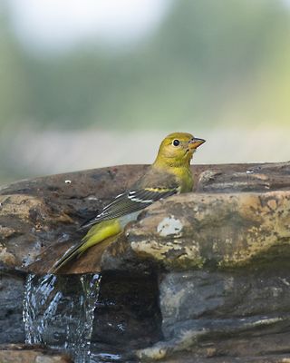 Western-Tanager-Fledgling.jpg