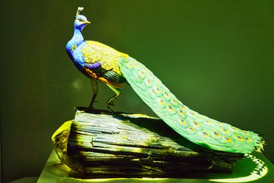 HMNS Romanff Peacock