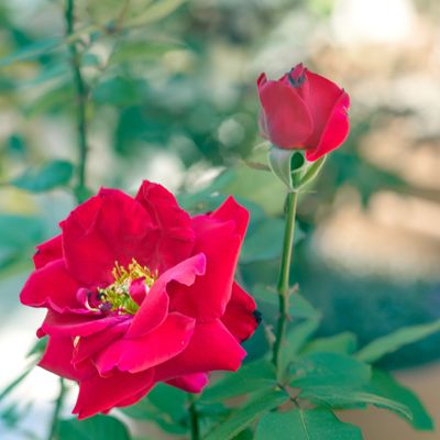 Mr Lincoln first bloom 