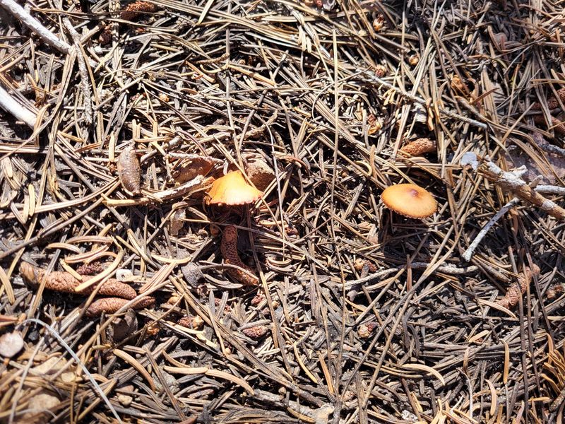 High Country Fungus