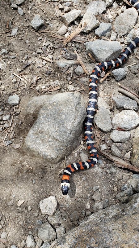 California Mountain King Snake