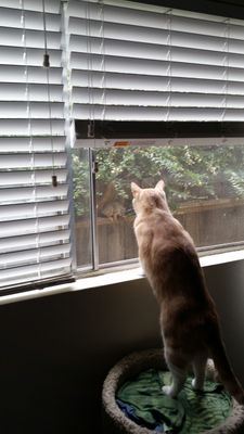Willie Meets His Neighbor