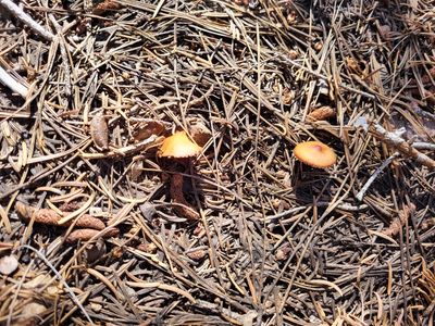 High Country Fungus