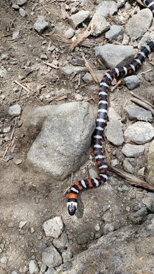 California Mountain King Snake