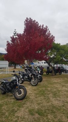 240331 Jolly Roger 05.jpg
