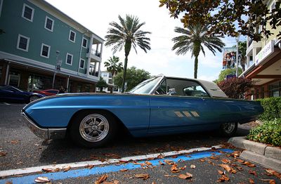 63_t_bird