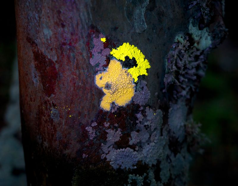 Lichens On Tree Under UV