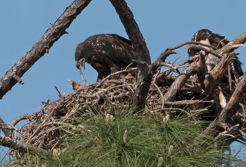 Juvenile Eagle Mouth Open