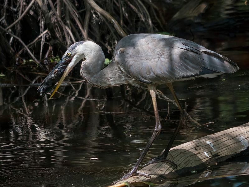 Great Blue Herons Eating Pleco Armored Catfish