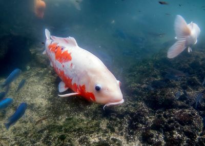 Koi Pond