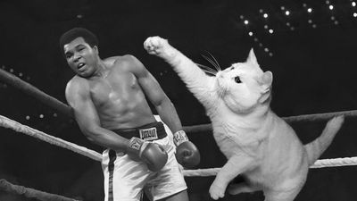 Pussy Whipped Mohammed Ali