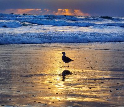 Sunrise Daytona Beach Shores With Gull.jpg