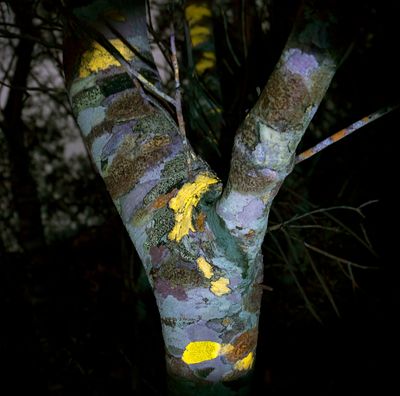 Lichens On Trees Behind my House Under UV Light