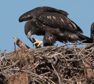Juvenile Eagle eating fish