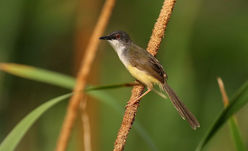 Yellow-bellied Prinia