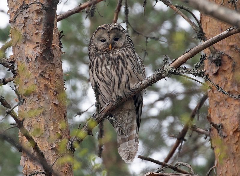 Ural Owl (Slaguggla)
