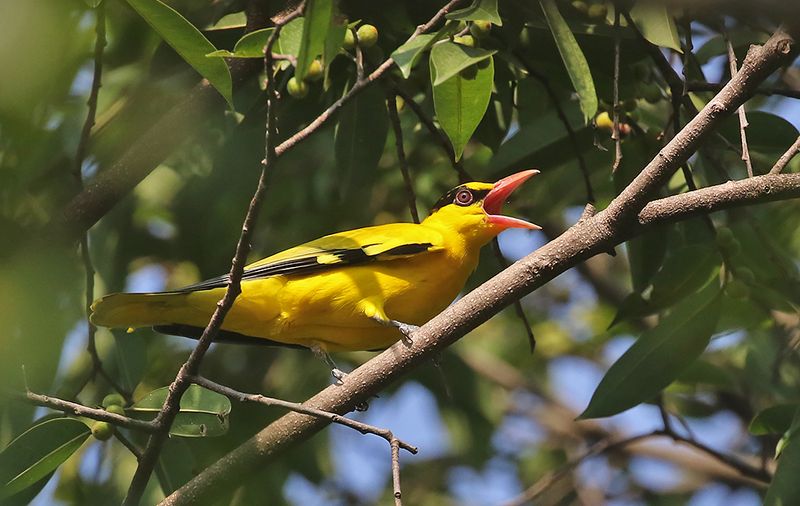 Black-naped Oriole