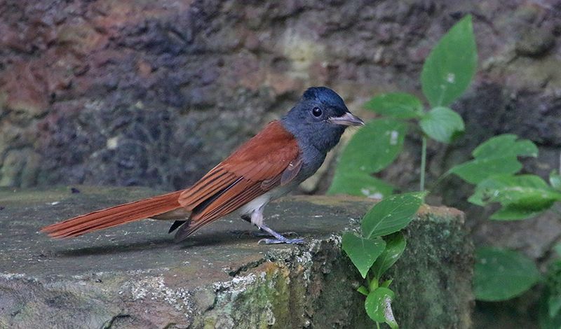 Blyth's Paradise Flycatcher