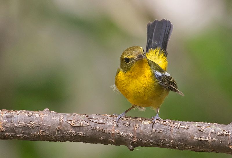 Green-backed Flycatcher