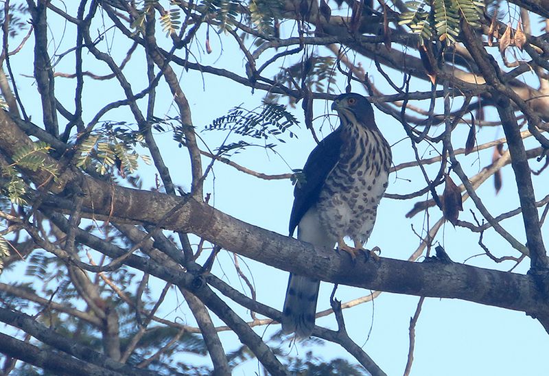 Crested Goshawk