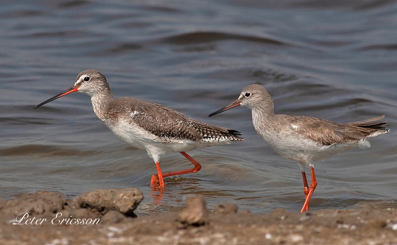 Spotted and Common Redshank